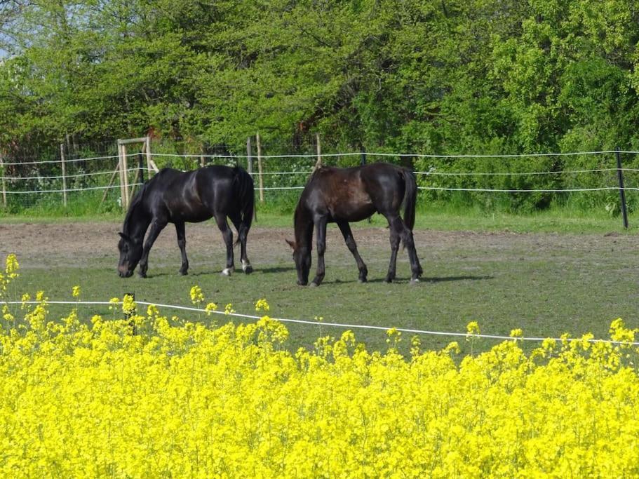 Inselidylle Villa Kunterbunt Fehmarn Exteriör bild